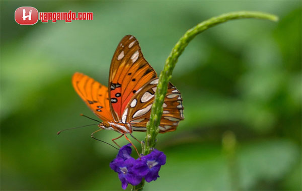 Kode alam kupu kupu hinggap di tangan kanan